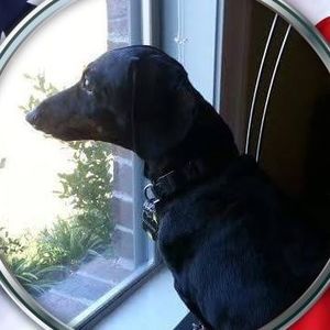 Meet your Posher, Ricky